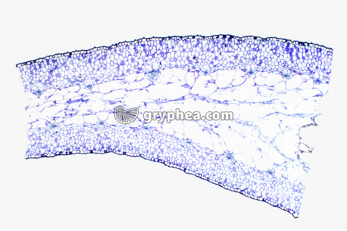 Feuille d'Aloès CT x7 - gryphea.org
